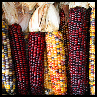 Maize